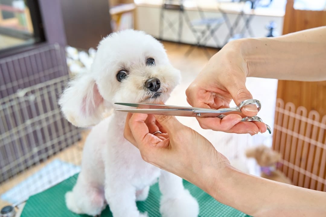 Donnie's Dog Wash and Grooming, Dog Grooming