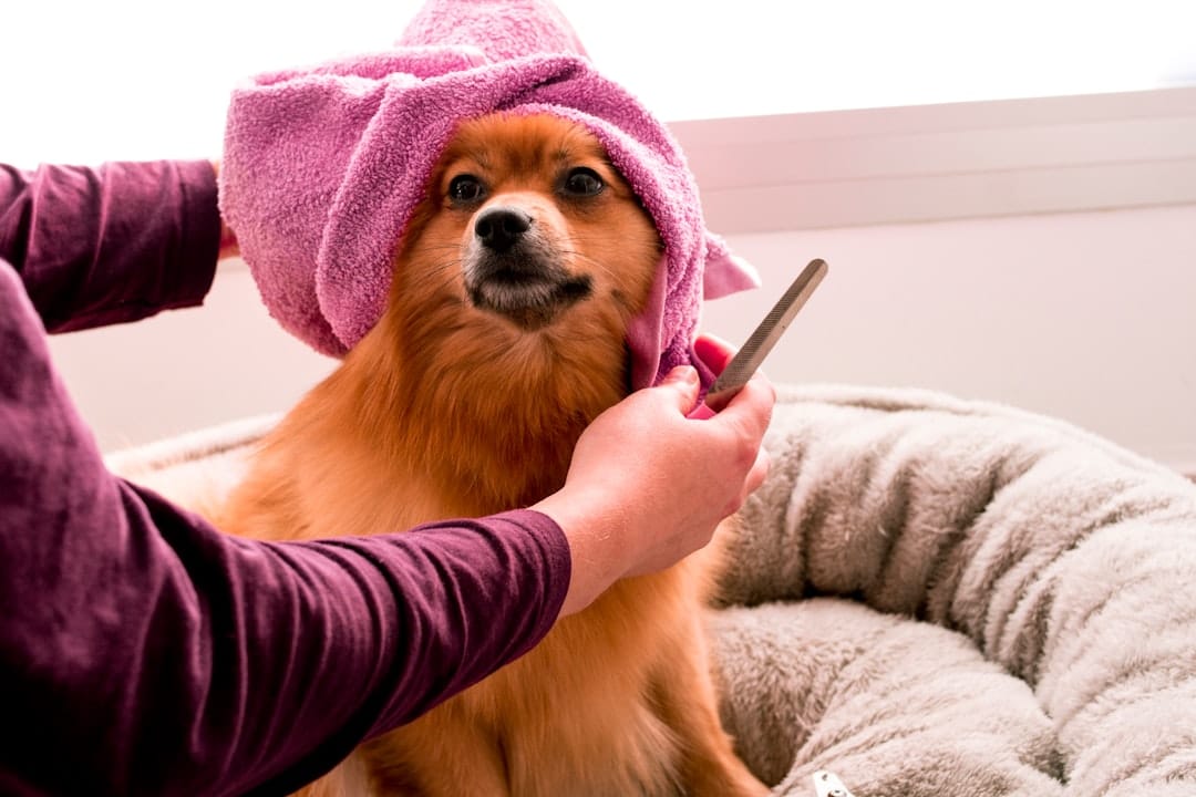 Jens Happy Tails, Dog Grooming