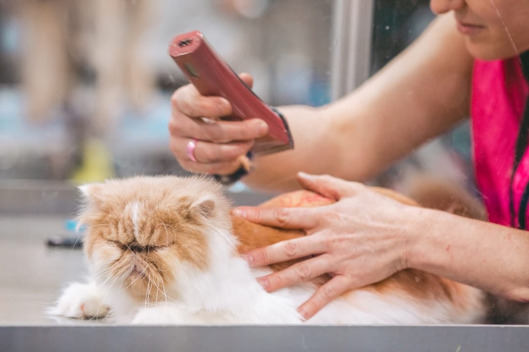 Nepean Mountains Dog Grooming — Dog Grooming