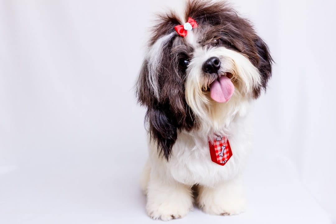 Lil Rascals Pet Services — Dog Grooming