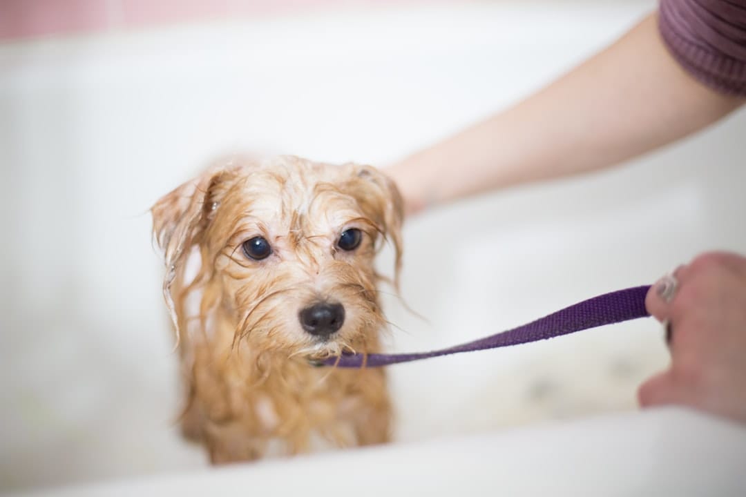 Spoiled Rotten Dog Grooming, Dog Grooming