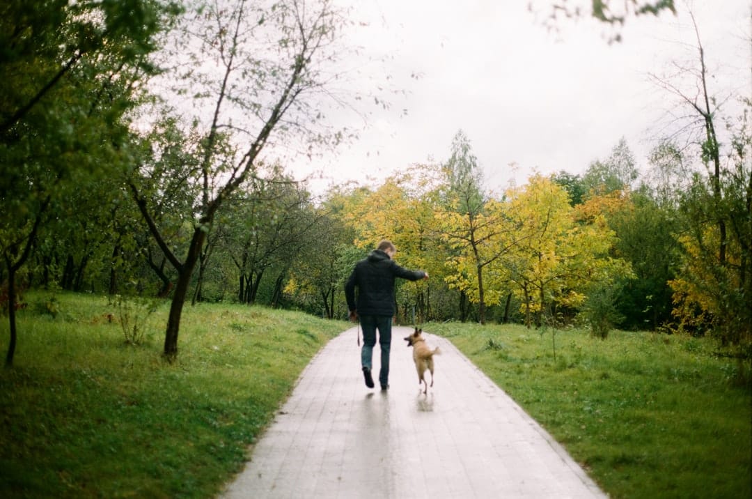 Marisa's Dog Walking and Minding, Dog Walking