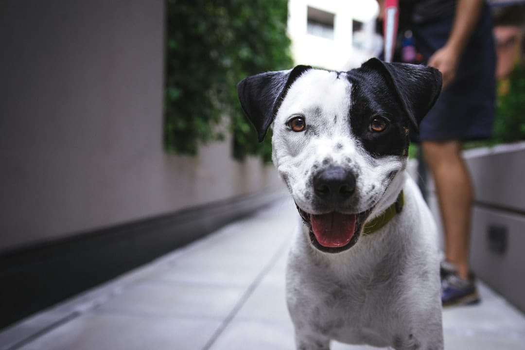 Happydog Walking, Dog Walking