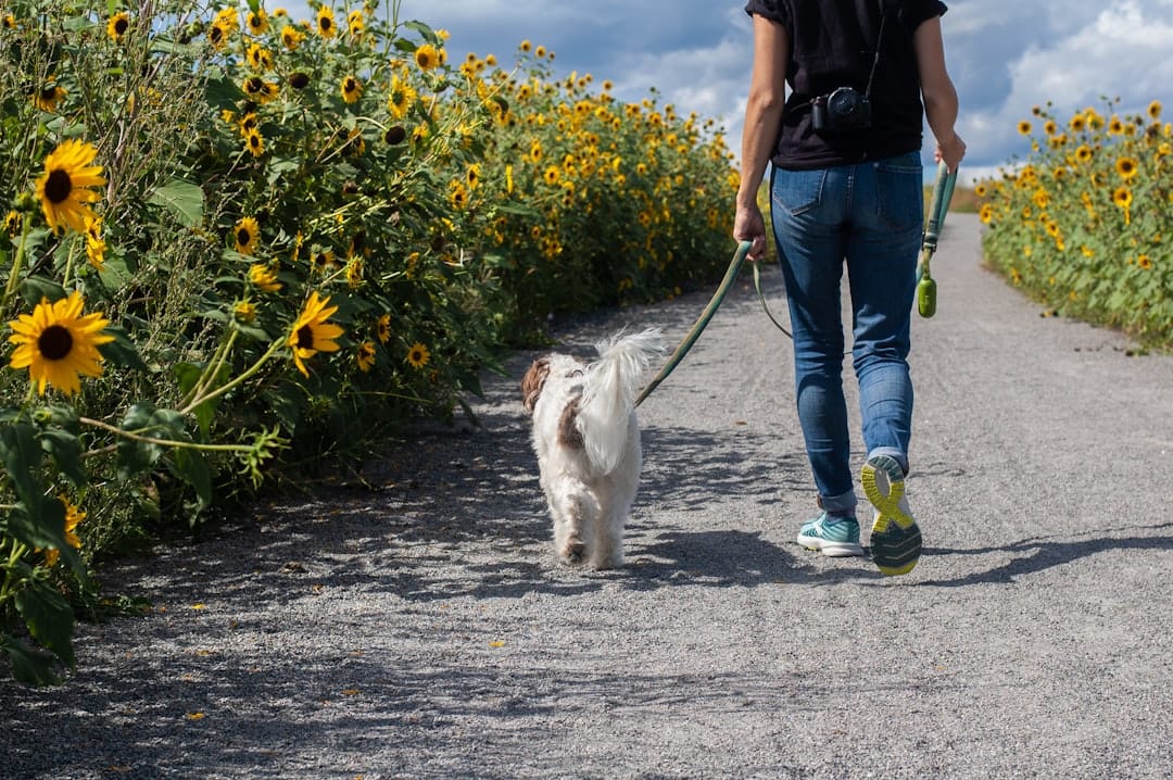 Pitter Patter Paws, Dog Walking