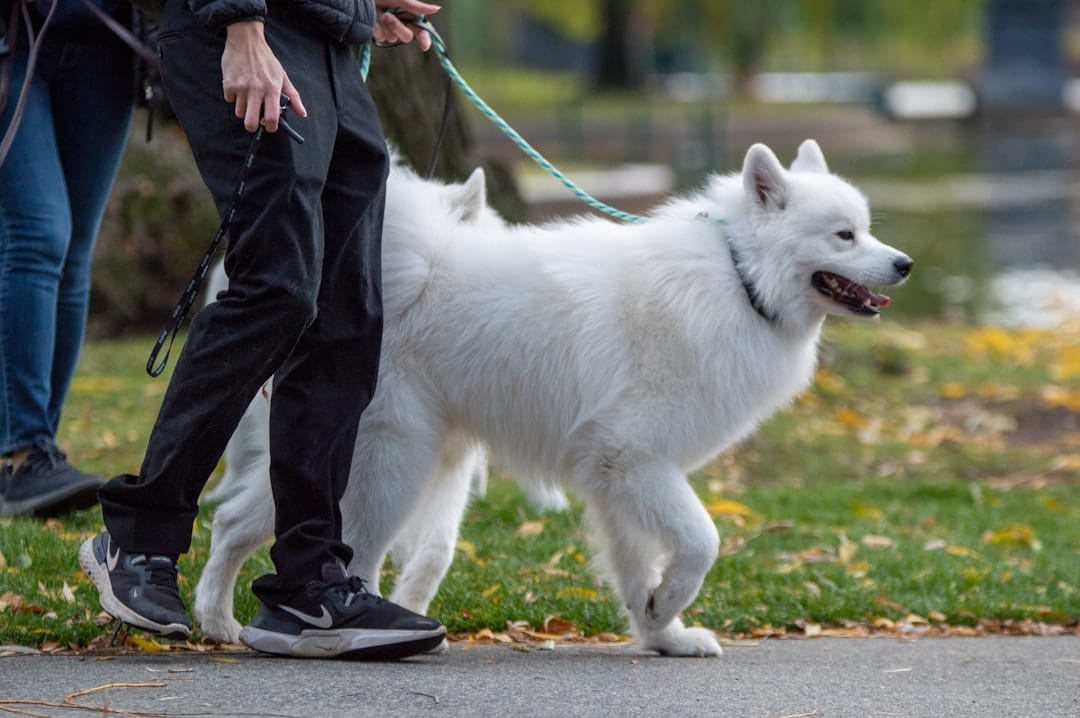 Pawz and Me, Dog Walking