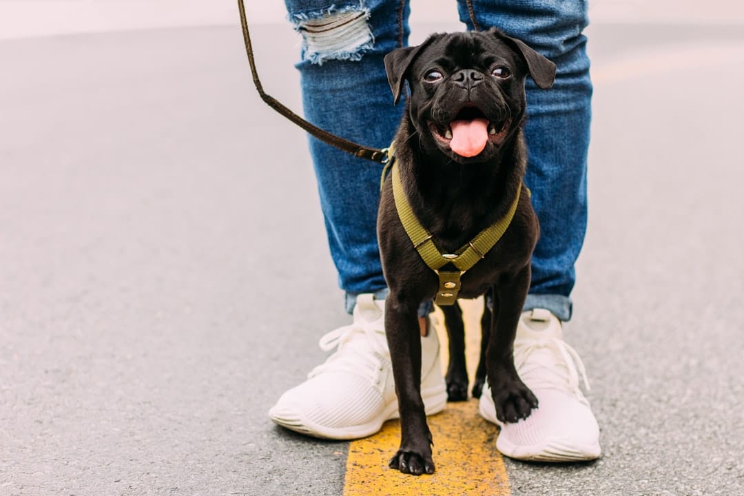 Leaps and Hounds, Dog Walking