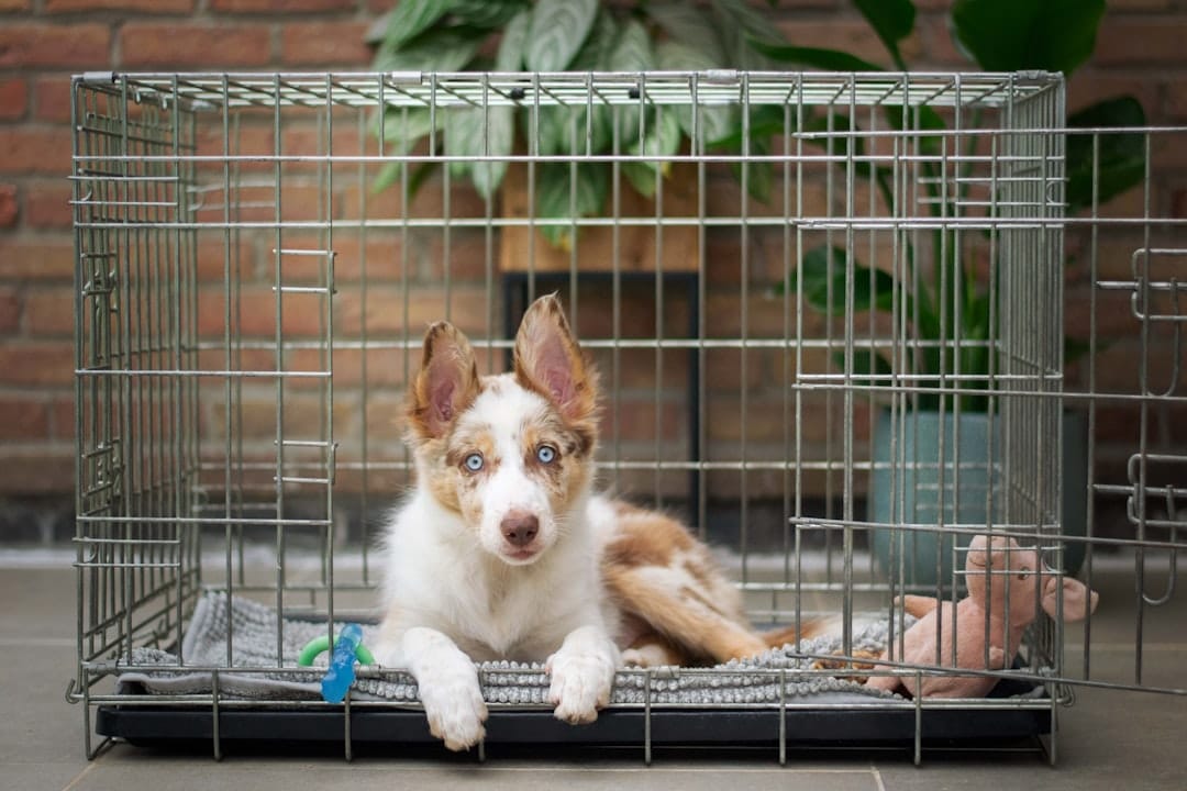 Walkys, Pet Boarding