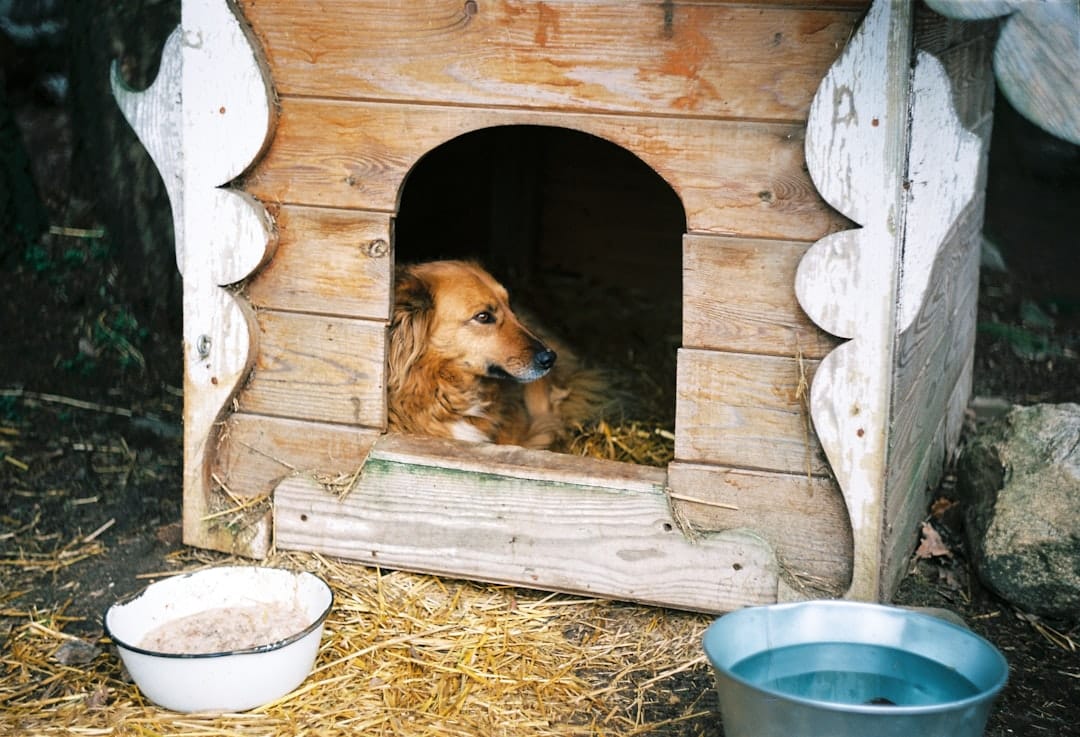 CuddleCubs Pet Care, Pet Boarding