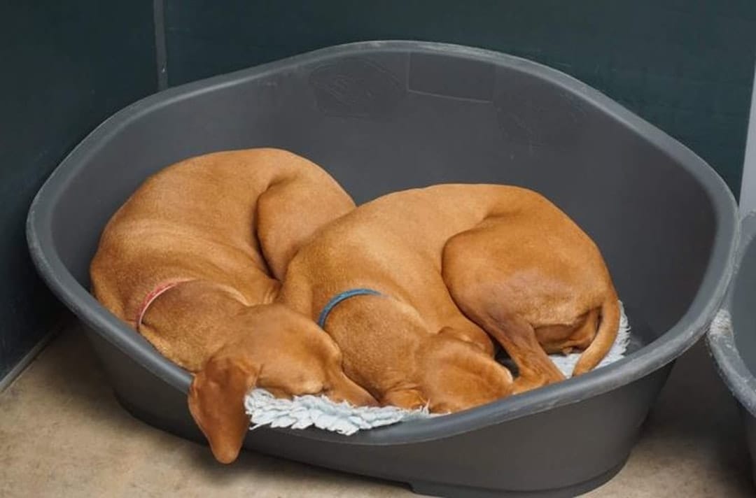 Meadowmist Boarding Kennels & Cattery, Pet Boarding