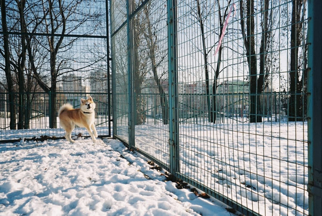 Lefay Boarding Kennels, Pet Boarding