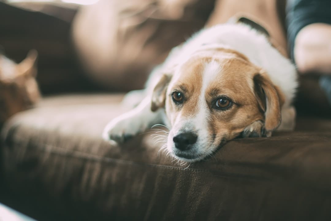 Proactive Pets, Pet Sitting