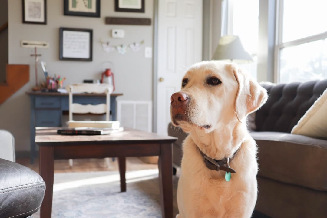 Calabash Kennels and Cattery, Pet Sitting