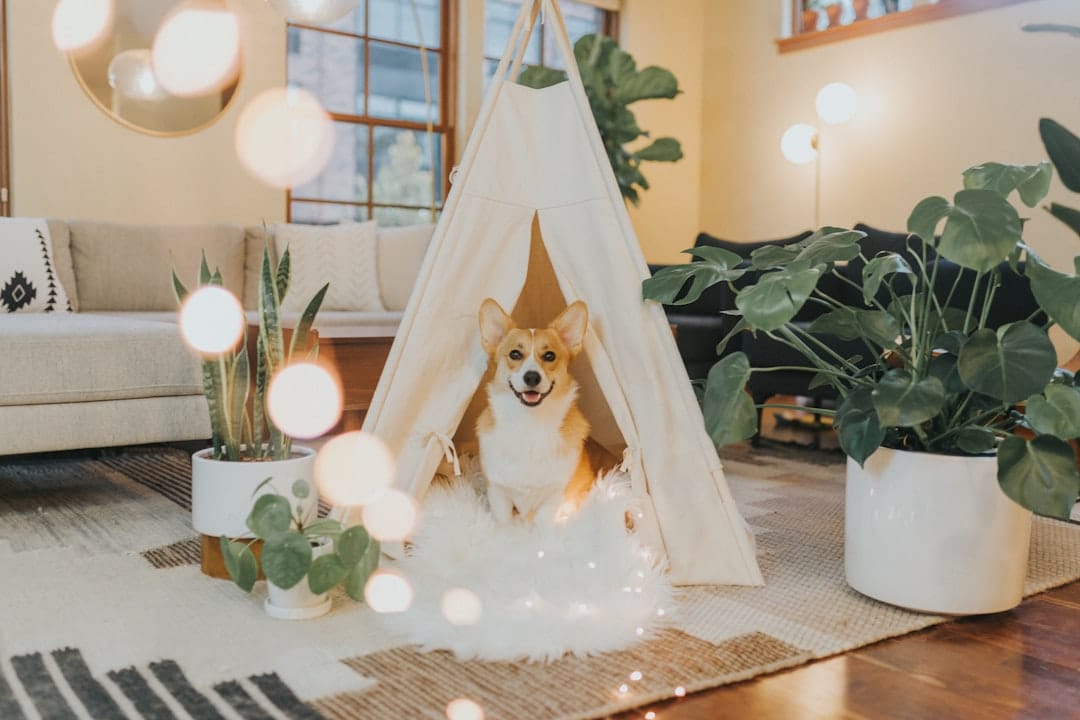 Proactive Pets — Pet Sitting