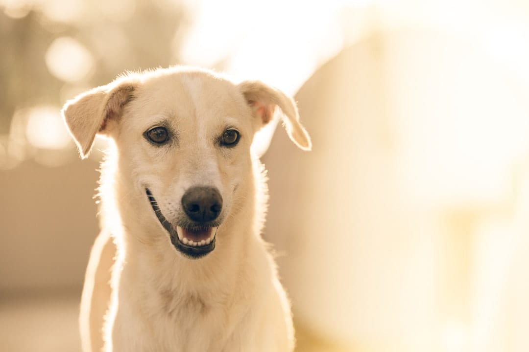 Pawz Pet Sitting and Homecare, Pet Sitting