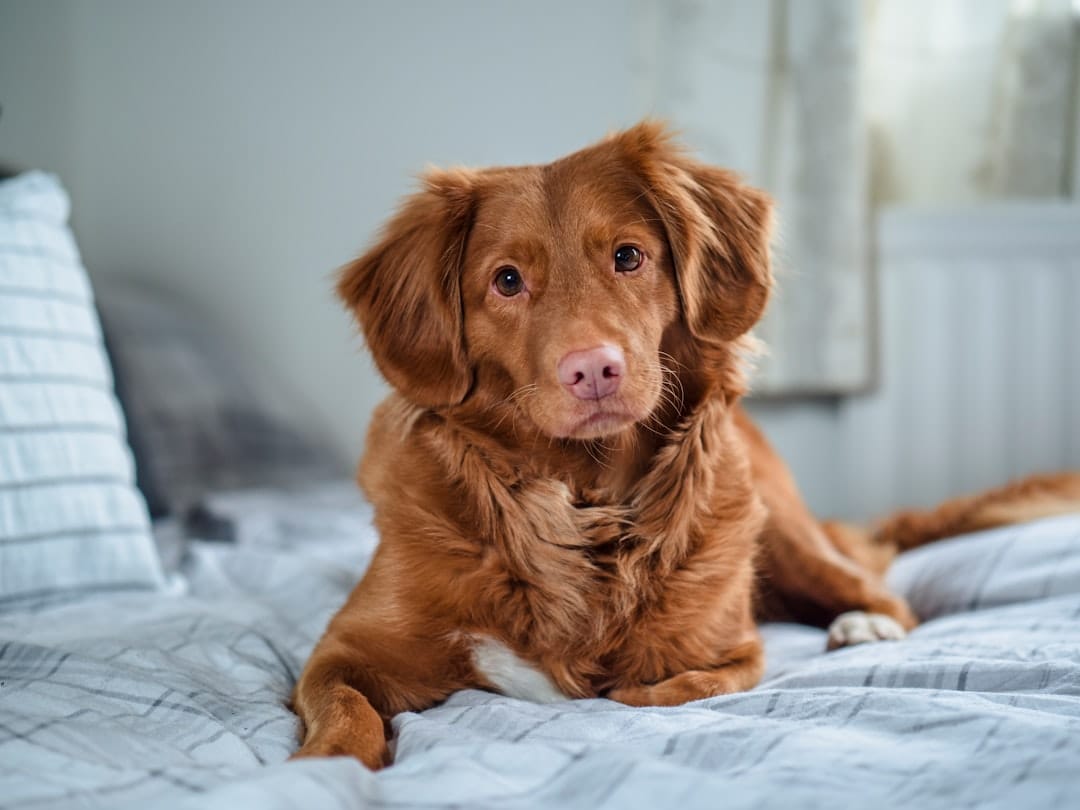 Janarlee Lodge, Pet Sitting