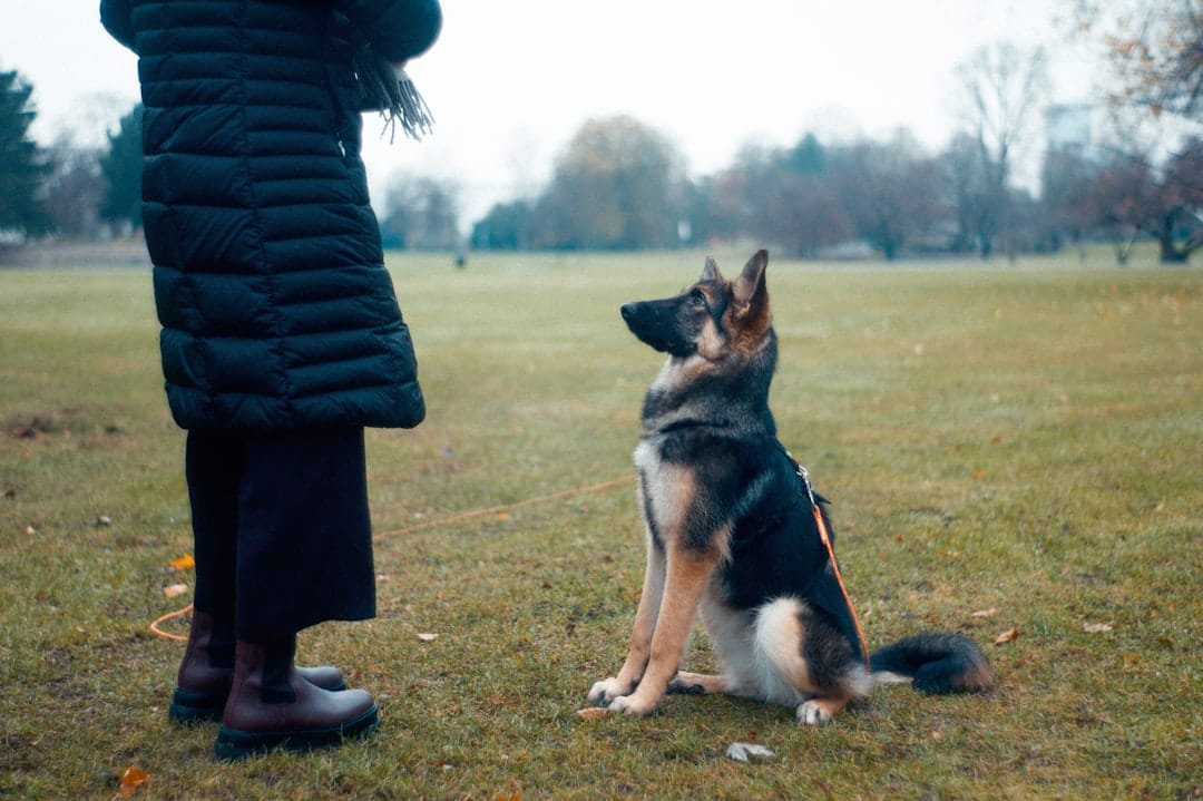 Dandy Dog Training — Pet Training