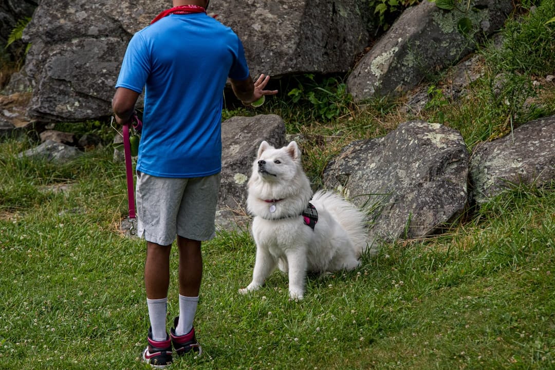 East Coast Canine, Pet Training