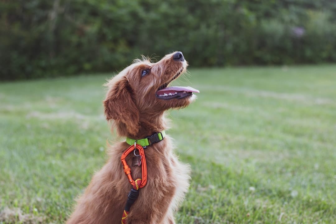 Blaxland-Glenbrook R.S.L. & Citizens Kennel & Training Club Inc — Pet Training