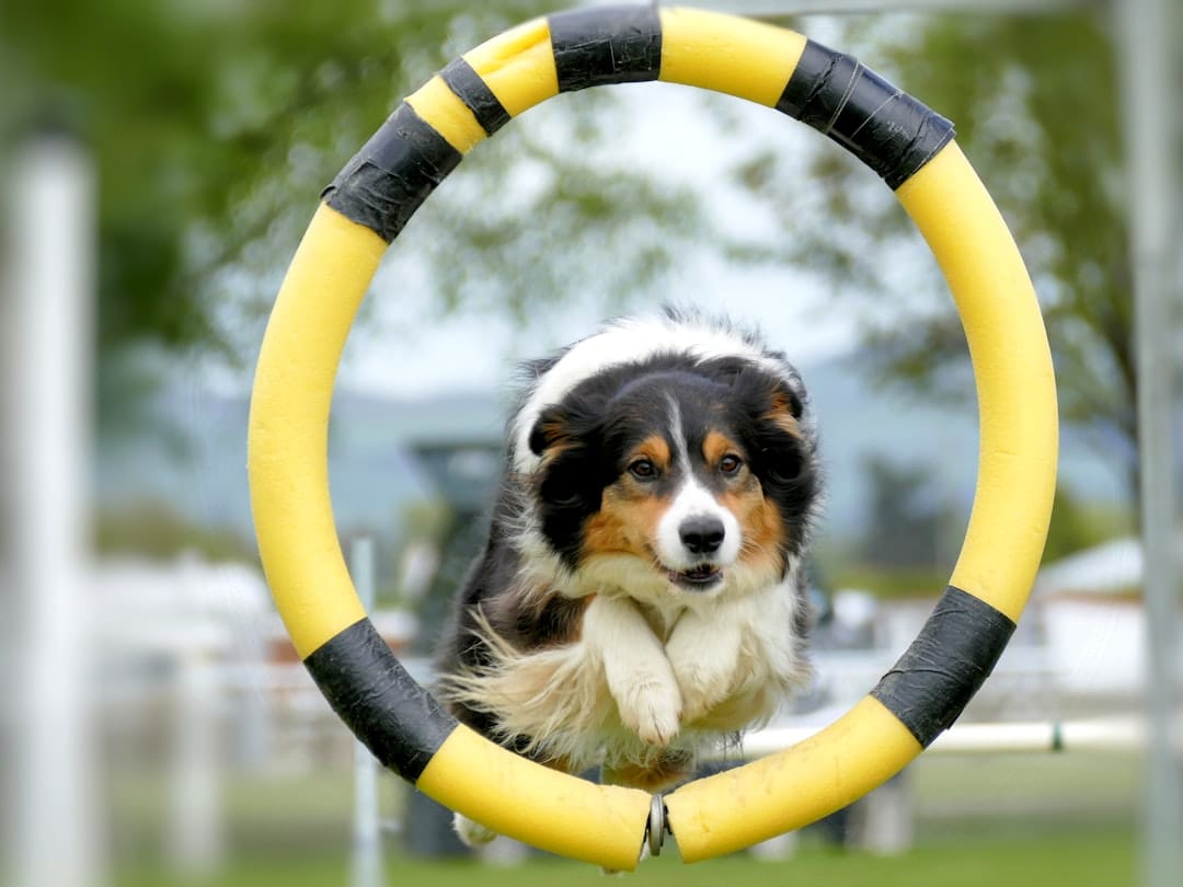East Coast Canine, Pet Training