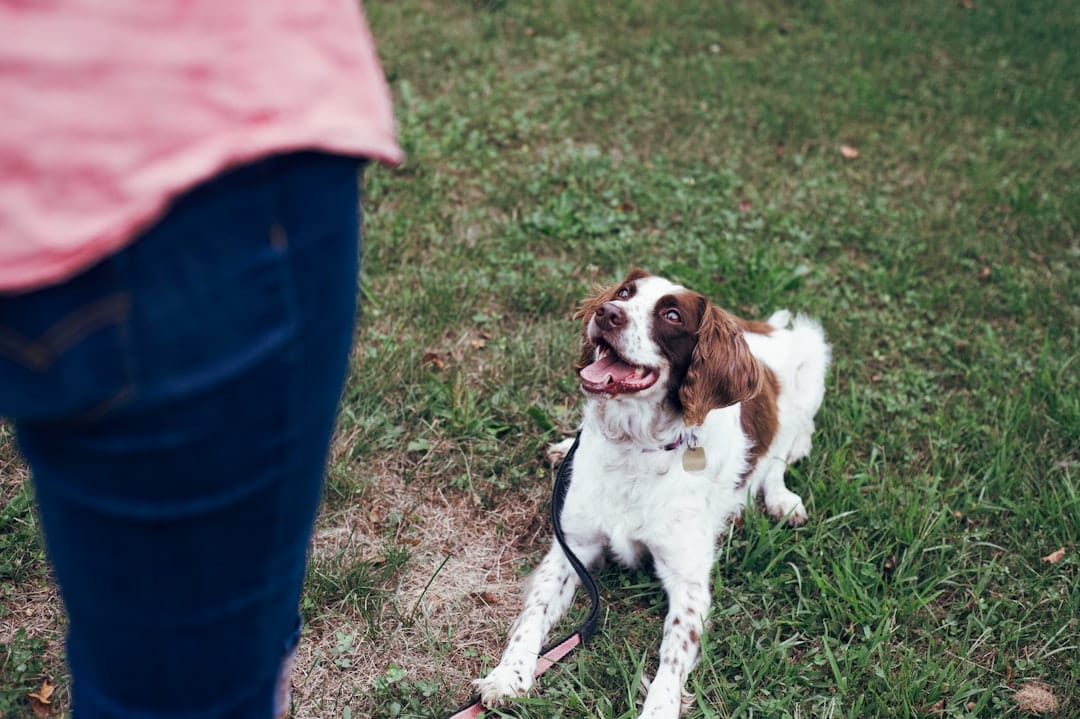 Affinity Dog, Pet Training