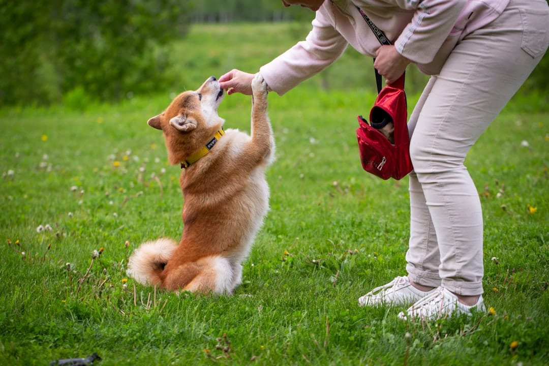 Pups Academy, Pet Training