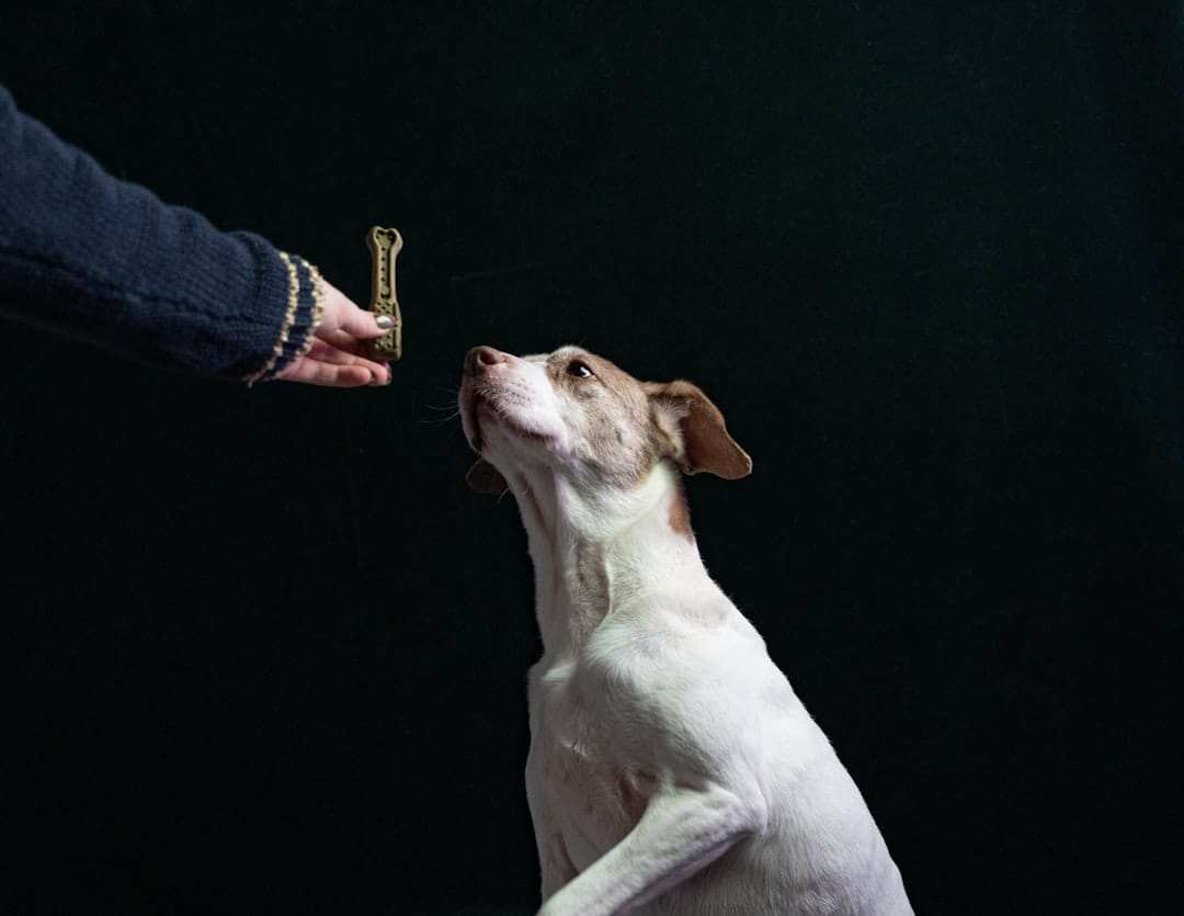 Dog Behaviour Specialist, Pet Training
