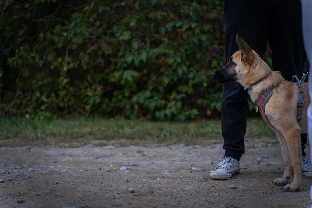 Unleashed Puppies, Pet Training